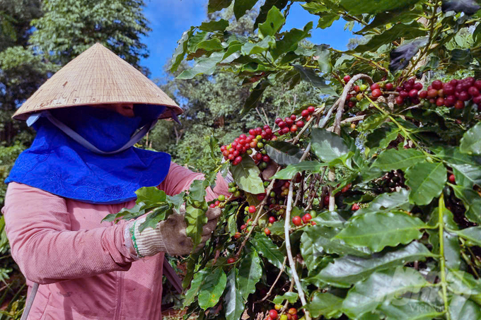 Năng suất, chất lượng cà phê tại huyện Hướng Hóa đang ngày càng tăng. Ảnh: Võ Dũng.