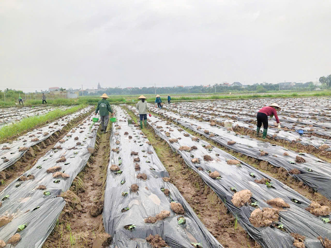 Người dân huyện Phúc Thọ, Hà Nội bắt tay vào gieo trồng cây vụ đông và rau màu nhằm kịp thời bổ sung nguồn thực phẩm cho thị trường dịp cuối năm.