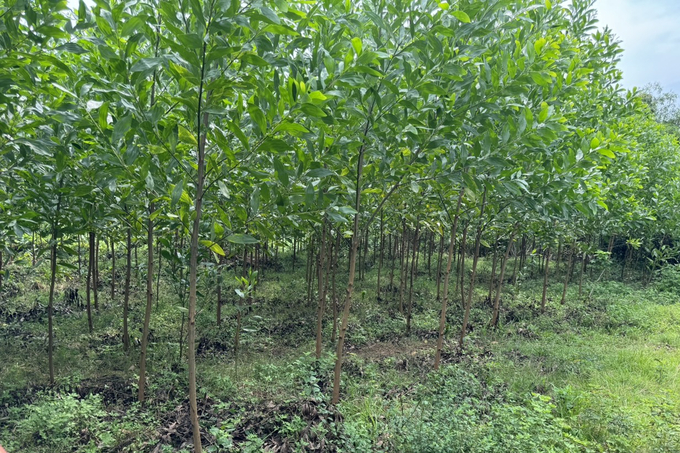 FSC-certified forests are growing well. Photo: QT.