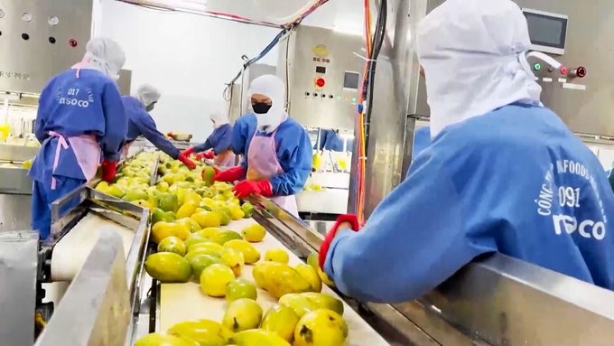 Deep processing of mango products in Gia Lai. Photo: CTV.