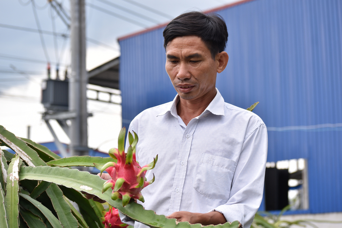 Ông Nguyễn Thanh Phong, Giám đốc HTX Nông nghiệp Tổng hợp Quơn Long. Ảnh: Kiều Nhi.