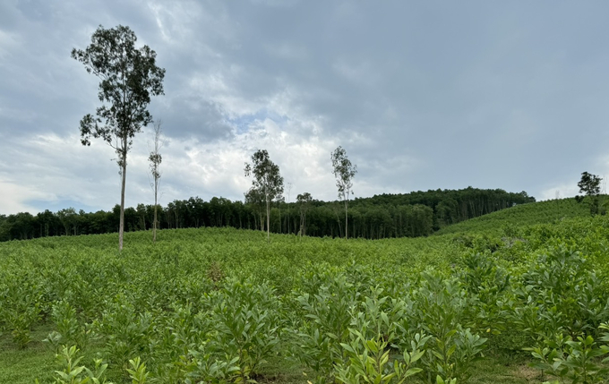 Forest at Thach Thanh (Thanh Hoa province) was planted in accordance with FSC regulation. Photo: QT.