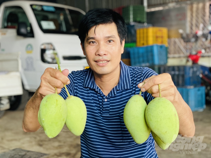 Currently, Cao Lanh district has over 4,200 out of 14,000 hectares of mango cultivation in Dong Thap province. Photo: Le Hoang Vu.