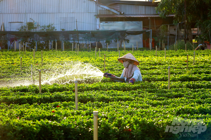 Hoa, kiểng là 1 trong 5 ngành hàng chủ lực của Đề án tái cơ cấu ngành nông nghiệp tỉnh Đồng Tháp. Ảnh: Lê Hoàng Vũ.