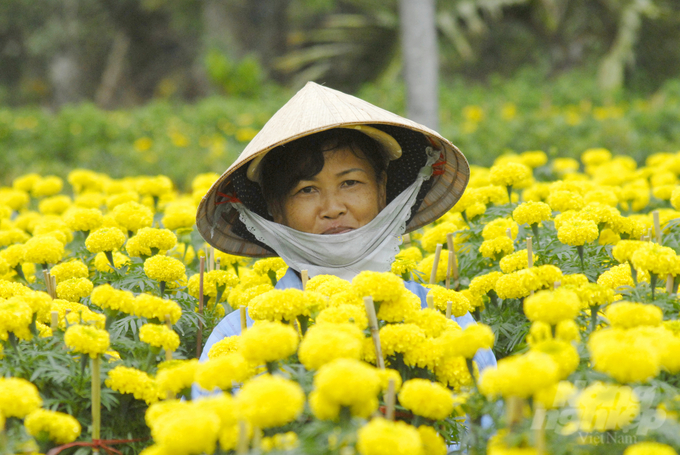 Đồng Tháp là địa phương có vùng trồng hoa kiểng truyền thống lớn nhất ở ĐBSCL với diện tích trồng hoa, kiểng đạt gần 3.000ha, với trên 2.000 chủng loại. Ảnh: Lê Hoàng Vũ.