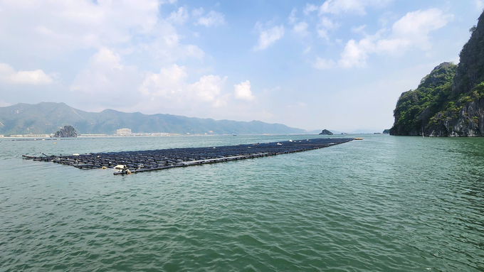 STP Group's oyster and seaweed raft system was recovered after Typhoon No. 3. Photo: Nguyen Thanh.