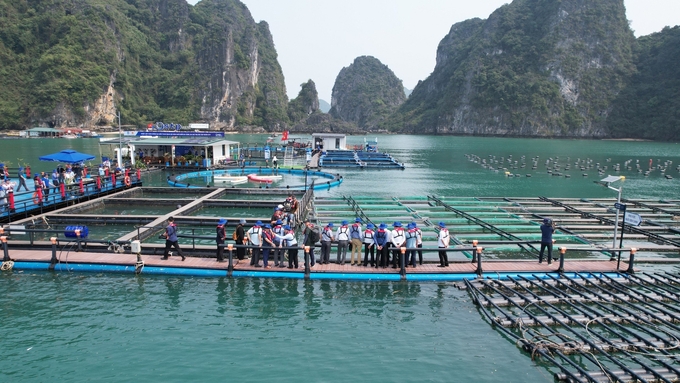 Quang Ninh is determined to overcome the remaining weaknesses in marine farming. Photo: Cuong Vu.