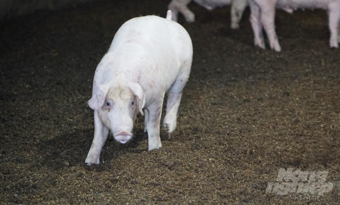 Raising livestock on biological bedding keeps the livestock healthy, making them less susceptible to disease while mitigating environmental pollution. Photo: Le Binh.