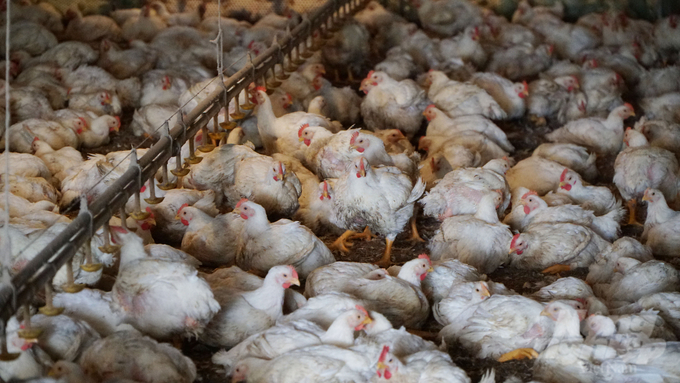 Ba Ria - Vung Tau currently has about 6.8 million poultry, mainly raised on farms. Photo: Le Binh.