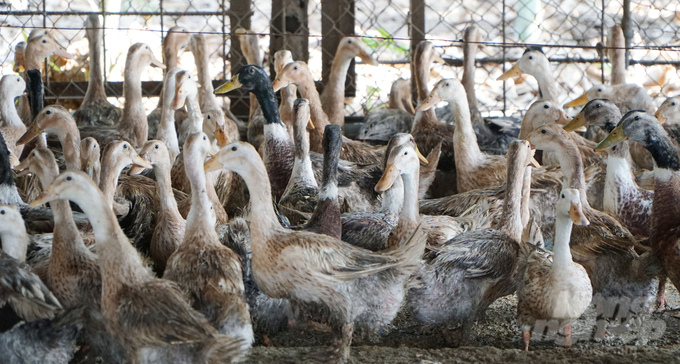 The rate of household-level livestock farming in Ba Ria - Vung Tau remains high, posing a major challenge in preventing diseases in livestock. Photo: Le Binh.