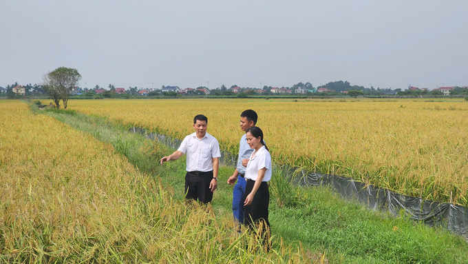 Những cánh đồng mẫu lớn được hình thành, từng bước giải quyết điểm nghẽn cho người trồng lúa. Ảnh: Đinh Mười.