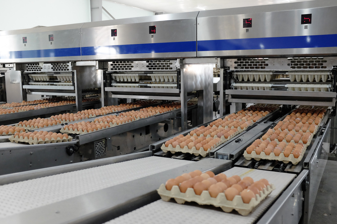 The automatic chicken egg packaging line of Hoa Phat Group.