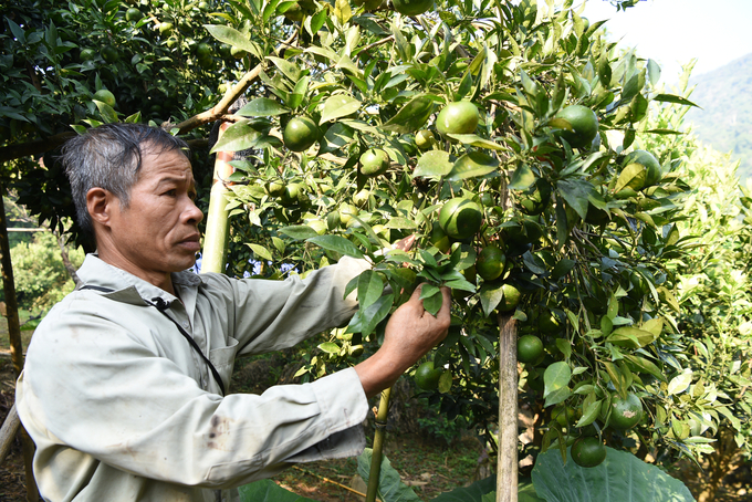 Ông Hưng bên những cây quýt sai trĩu cành. Ảnh: Dương Đình Tường.