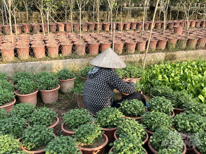 Nông dân làng hoa, cây cảnh Văn Giang đang nỗ lực phục hồi lại làng nghề sau trận lụt lịch sử. Ảnh: Thu Chà.