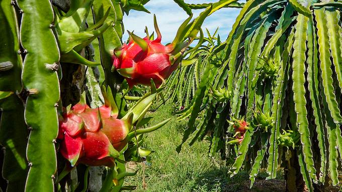 Recently, the price of Binh Thuan dragon fruit has been purchased at a stable rate. Photo: KS.