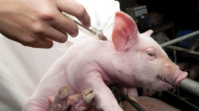 Veterinary staff vaccinating pigs.