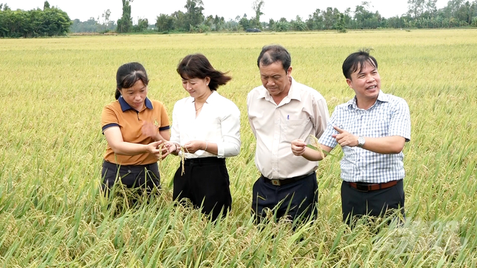 Khi nông dân thực hiện theo đúng kỹ thuật, cây lúa khỏe hơn, phát triển tốt hơn, bông dài nhiều hạt và kháng sâu bệnh tốt hơn so với những vụ trước. Ảnh: Minh Sáng.