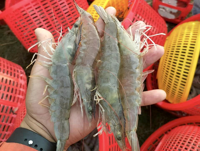 Vietnamese shrimp is currently facing a 'double lawsuit' in the U.S. market. Photo: Son Trang.