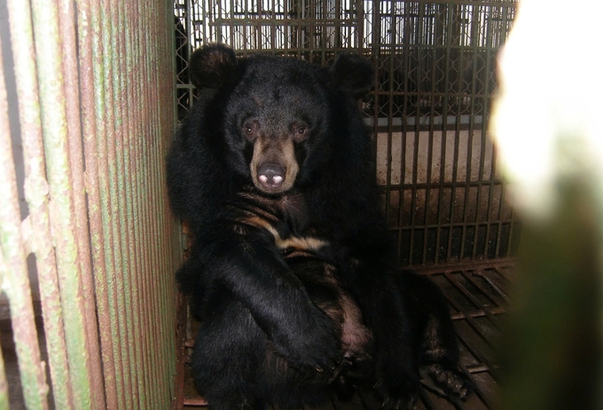 The journey to end bear farming in Vietnam, which was undergone for nearly 20 years, has yielded many positive results. Photo: ENV.