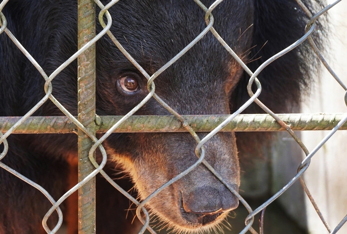 Hanoi remains the locality with the highest number of captive bears in the country. Photo: ENV.