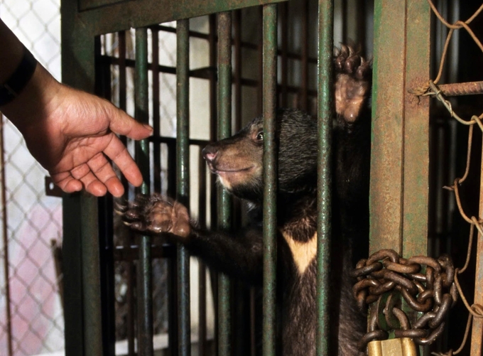 The continued demand for bear bile and products has fueled the practice of bear captivity and trade. Photo: ENV.