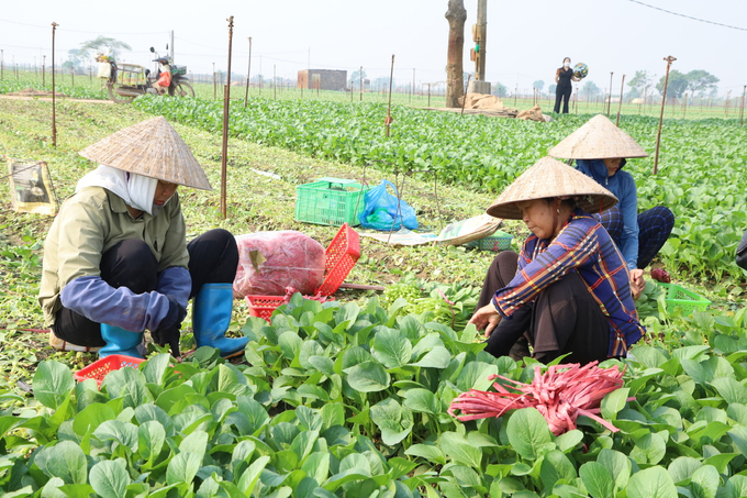 Bà con nông dân huyện Mê Linh, Hà Nội thu hoạch rau cải.