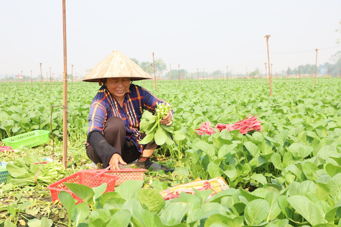 Với giá bán xung quanh 10.000 đồng/kg, bà con nông dân Hà Nội phấn khởi thu hoạch rau cải để kịp xuống lứa mới.