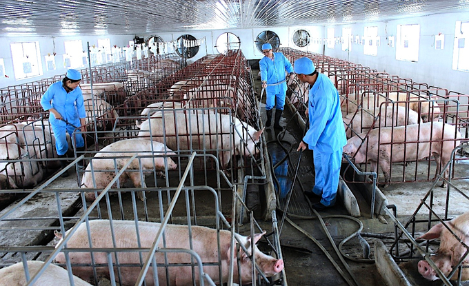 Chăn nuôi theo mô hỉnh trang trại hiện đại, công nghệ cao, an toàn đang phát triển mạnh ở Đắk Nông. Ảnh: Hồng Thủy.