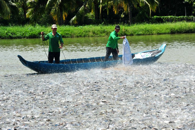 In the first 9 months of 2024, the pangasius farming area in the whole Dong Thap province is about 2,300 hectares, with an annual output of more than 500,000 tons. Photo: Le Hoang Vu.