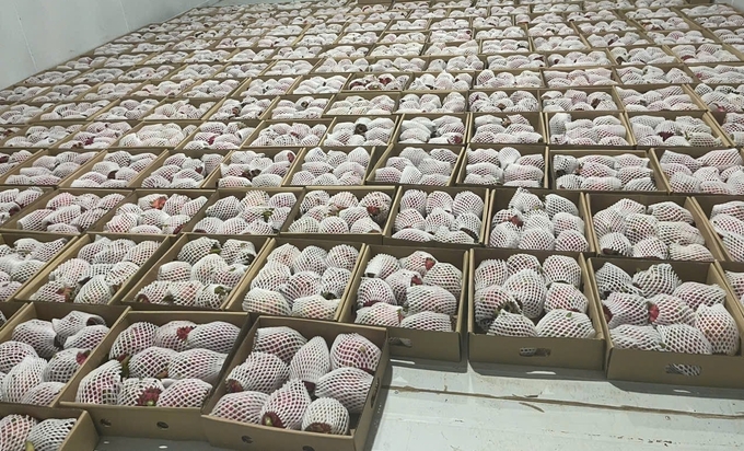 Post-harvest preservation is a crucial step for the export of dragon fruit. Photo: Duc Binh.