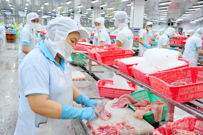 Processing pangasius for export in Dong Thap. Photo: Le Hoang Vu.