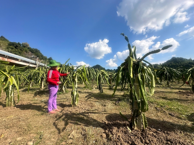 Dragon fruit is cultivated organically at Ngoc Hoang Cooperative. Photo: Duc Binh.