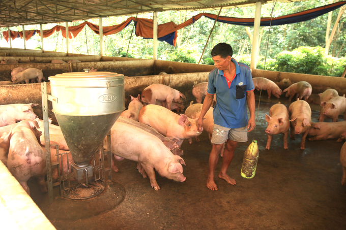 Hiện có 3 'ông lớn' ngành chăn nuôi là Japfa Comfeed Việt Nam, CP Việt Nam và Vina Agri ở Đắk Nông liên kết chăn nuôi an toàn với hàng chục hộ dân. Ảnh: Hồng Thủy.