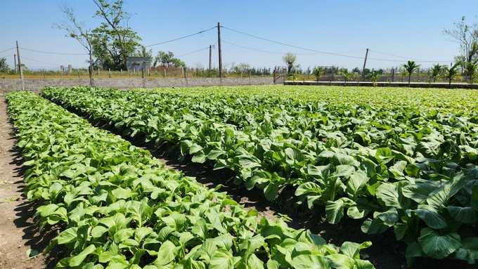 The vegetable garden applying IPM yields high productivity and quality and is safe for consumers. Photo: Nguyen Thanh.