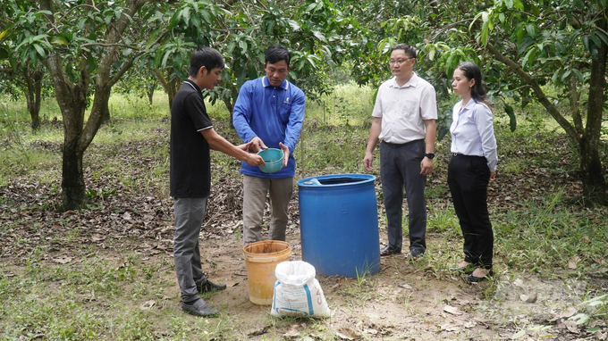 Ông Lê Đình Viên (áo xanh) giới thiệu quy trình ủ IMO dành cho cây xoài của Tổ hợp tác. Ảnh: Trần Phi.