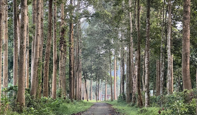 Granting forest production unit codes will significantly increase the value of the forestry industry. Photo: Hong Luong.