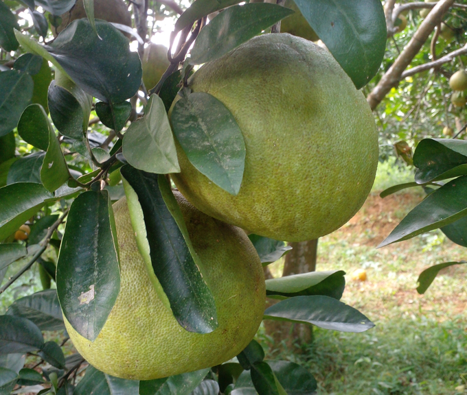 Những quả bưởi đỏ tròn đều, mẫu mã đẹp, mọng nước, thơm ngọt nhờ được trồng theo hướng hữu cơ. Ảnh: Quốc Toản.