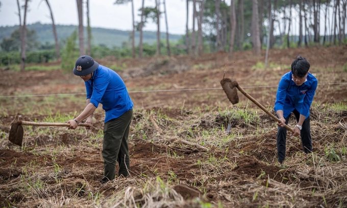 Thanh Hoa province strives to increase the ​​planted forest wood raw materials area to 125,000 hectares by the end of 2025.