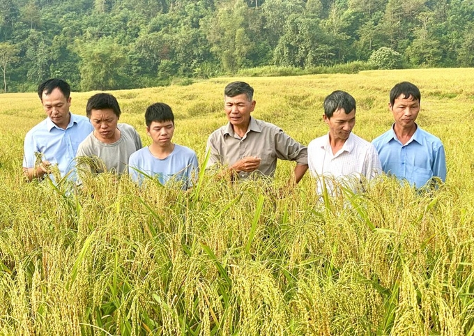 Mô hình canh tác theo hướng hữu cơ giúp cây lúa khỏe, cải tạo đất. Ảnh: Ngọc Tú. 