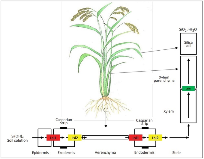 Cơ chế hấp thụ, vận chuyển và tích lũy Silic của cây lúa. Ảnh: Lê Minh Quốc.