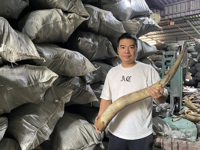 Nguyen Minh Tri, an artisan from the Do Hai handicraft village, holding a giant cattle horn imported from Africa.