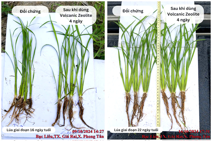 Cây lúa sử dụng Volcanic Zeolite giúp cây phát triển đồng đều về màu sắc lá lúa, chiều cao. Từ đó cây lúa có bộ rễ khỏe và nở nhánh rất tốt. Ảnh: Lê Minh Quốc.
