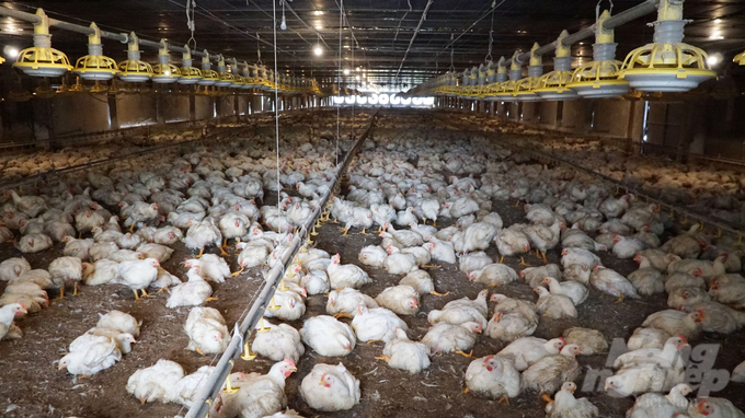 The model of raising white-feathered chickens in cold cages of Long Thanh Phat High-Tech Chicken Farming Cooperative in Xuyen Moc district. Photo: Le Binh.