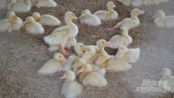 Applying high technology not only helps livestock stay healthy throughout the growth process but also helps farm owners reduce input costs. Photo: Le Binh.