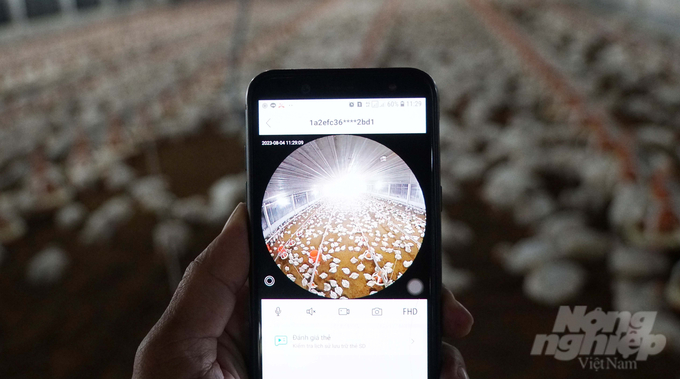 The surveillance camera and health system in the white-feathered chicken farm both save manpower and ensure timely medical intervention. Photo: Le Binh.