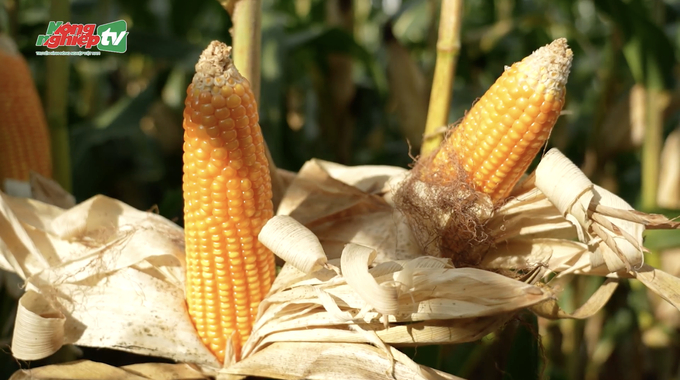 As of 2024, 15 genetically modified corn varieties are cultivated by farmers. Photo: Hung Khang.