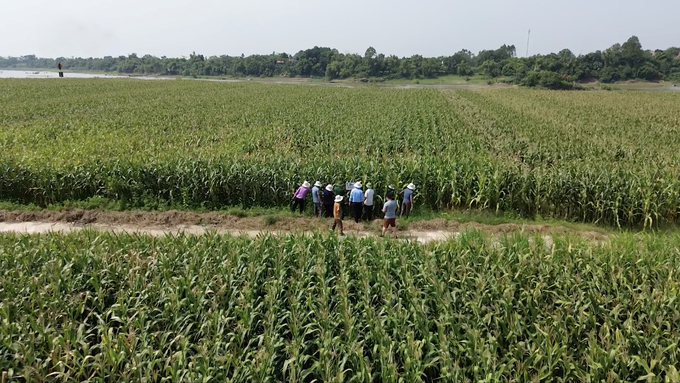 Genetically modified corn, resistant to pests and cold weather, is cultivated by Son La farmers as feed for dairy cows. Photo: Hung Khang.