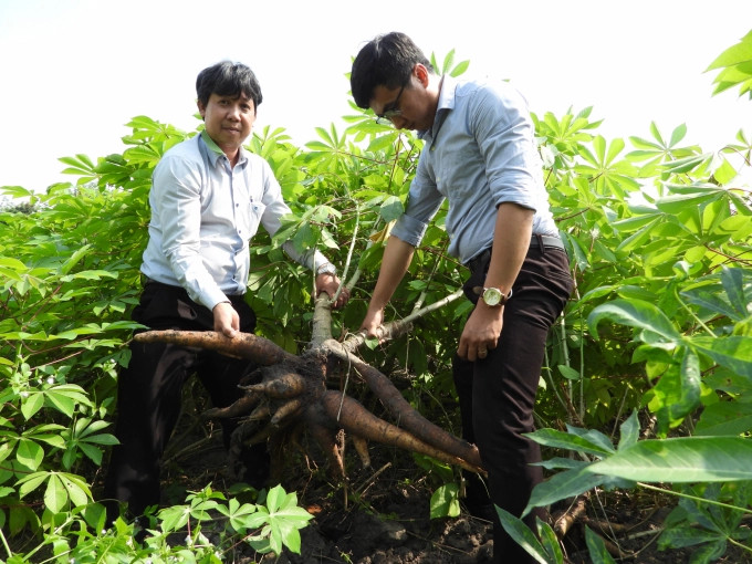 HN3 and HN5 varieties are not only resistant to mosaic disease, but also show high yield and guaranteed starch storage. Photo: Tran Trung.