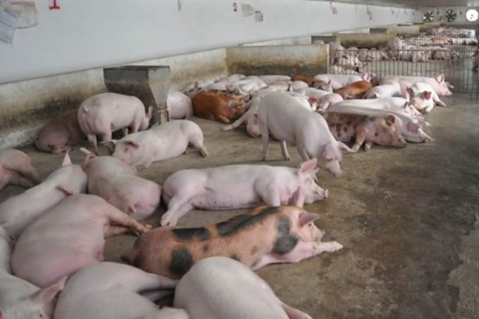 Latest live pig prices across the three regions on 10/23/2024