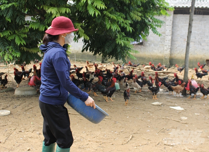 Tranh thủ thời tiết thuận lợi, các hộ đang tích cực chăm sóc đàn gà, sẵn sàng xuất bán vào dịp Tết. Ảnh: Trần Yến.